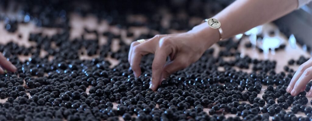 vinification-alpa-vin-corse