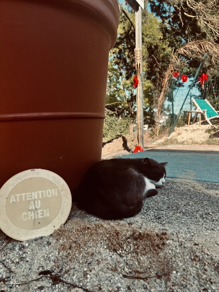 cucaracha-le-chat-corse-guinguette-tinténiac-tinté-plage