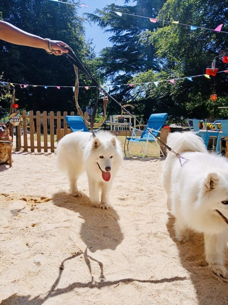 toutou-chien-bienvenu-guinguette-tinténiac-tinté-plage